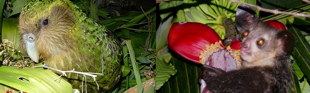 Kakapo and Aye-Aye